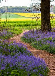 nature-3350238_960_720.jpg